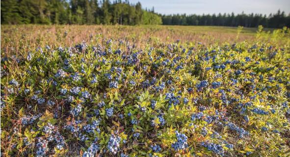 藍莓草莓種植基地用了腐植酸改善土壤后枝繁葉茂的